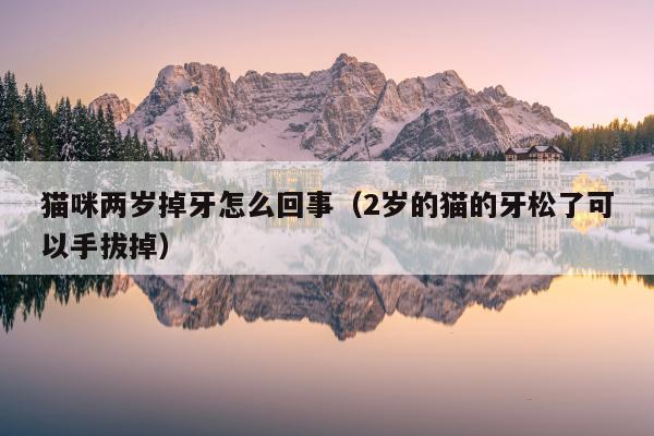 猫咪两岁掉牙怎么回事（2岁的猫的牙松了可以手拔掉）