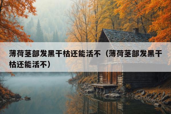 薄荷茎部发黑干枯还能活不（薄荷茎部发黑干枯还能活不）
