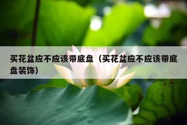 买花盆应不应该带底盘（买花盆应不应该带底盘装饰）