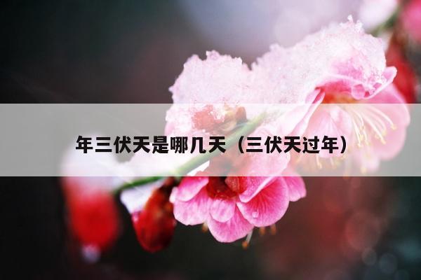 年三伏天是哪几天（三伏天过年）