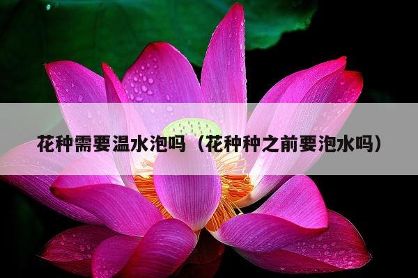 花种需要温水泡吗（花种种之前要泡水吗）