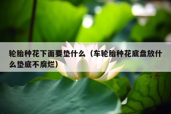 轮胎种花下面要垫什么（车轮胎种花底盘放什么垫底不腐烂）