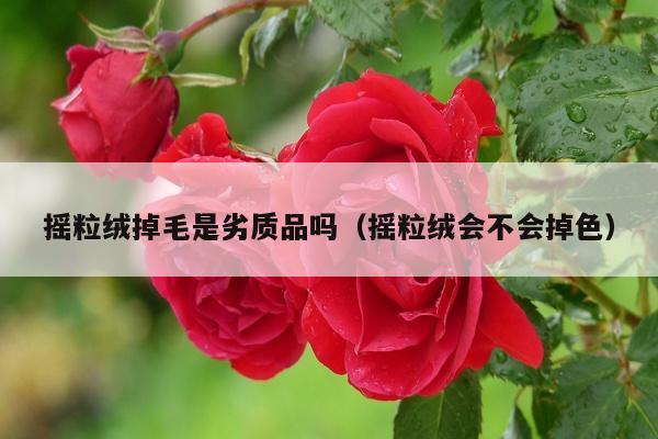 摇粒绒掉毛是劣质品吗（摇粒绒会不会掉色）