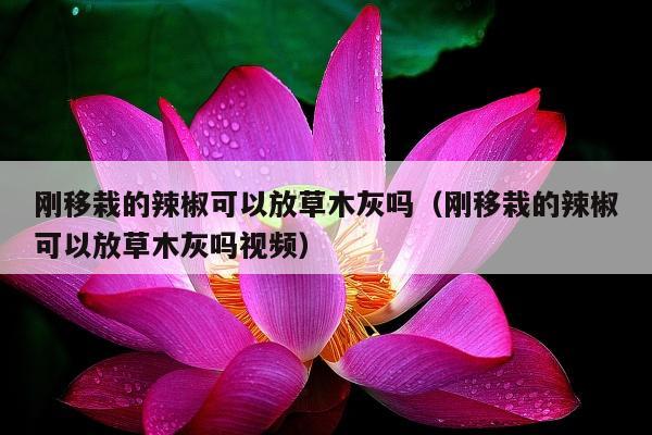 刚移栽的辣椒可以放草木灰吗（刚移栽的辣椒可以放草木灰吗视频）