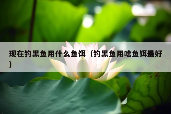 现在钓黑鱼用什么鱼饵（钓黑鱼用啥鱼饵最好）