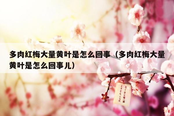 多肉红梅大量黄叶是怎么回事（多肉红梅大量黄叶是怎么回事儿）