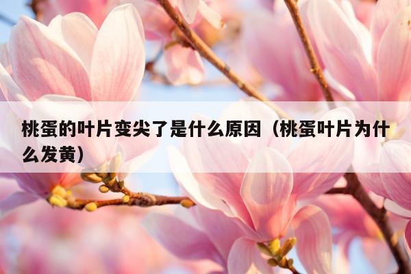 桃蛋的叶片变尖了是什么原因（桃蛋叶片为什么发黄）