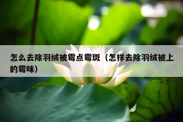 怎么去除羽绒被霉点霉斑（怎样去除羽绒被上的霉味）
