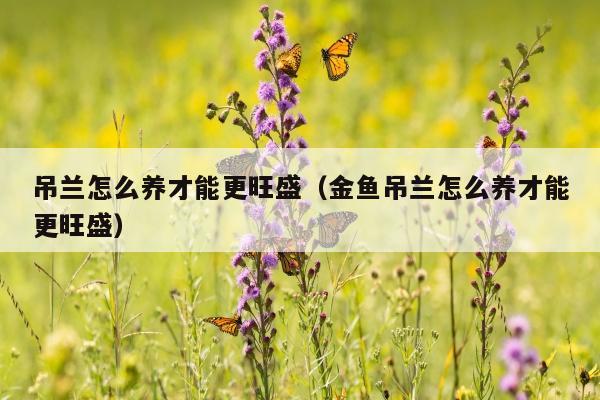 吊兰怎么养才能更旺盛（金鱼吊兰怎么养才能更旺盛）