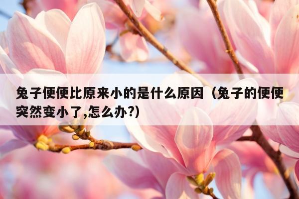 兔子便便比原来小的是什么原因（兔子的便便突然变小了,怎么办?）