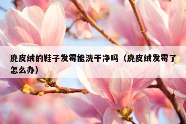 麂皮绒的鞋子发霉能洗干净吗（麂皮绒发霉了怎么办）