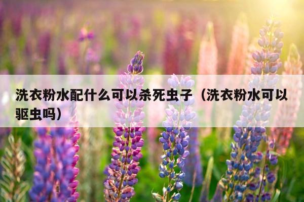 洗衣粉水配什么可以杀死虫子（洗衣粉水可以驱虫吗）
