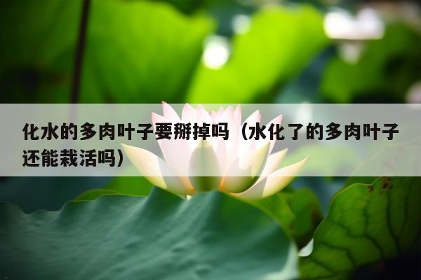 化水的多肉叶子要掰掉吗（水化了的多肉叶子还能栽活吗）