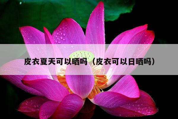 皮衣夏天可以晒吗（皮衣可以日晒吗）