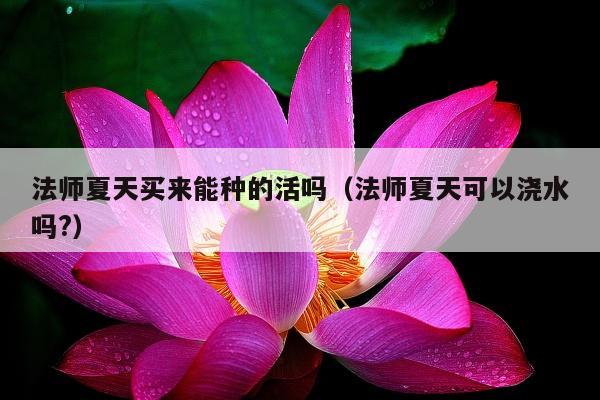 法师夏天买来能种的活吗（法师夏天可以浇水吗?）