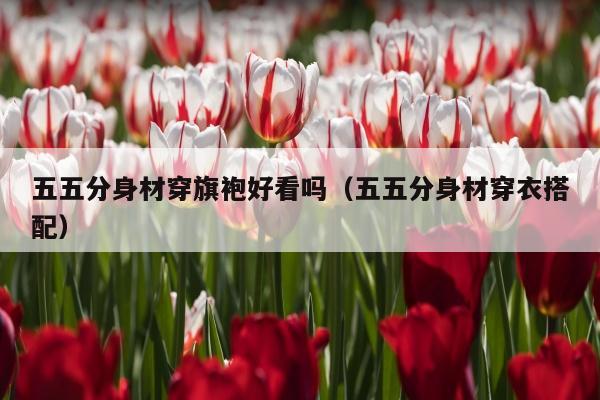 五五分身材穿旗袍好看吗（五五分身材穿衣搭配）