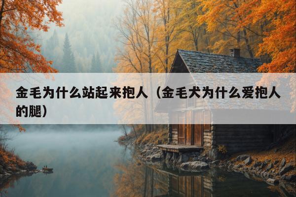 金毛为什么站起来抱人（金毛犬为什么爱抱人的腿）