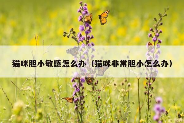 猫咪胆小敏感怎么办（猫咪非常胆小怎么办）