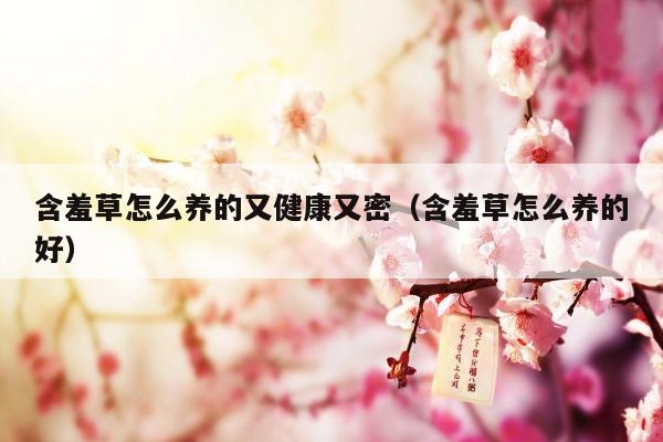 含羞草怎么养的又健康又密（含羞草怎么养的好）