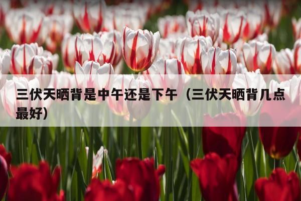 三伏天晒背是中午还是下午（三伏天晒背几点最好）