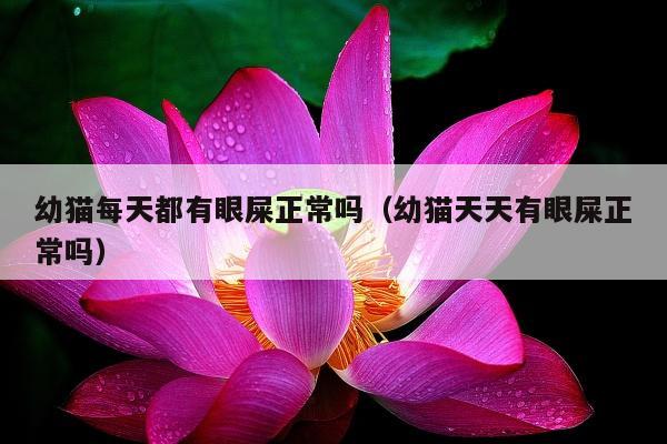 幼猫每天都有眼屎正常吗（幼猫天天有眼屎正常吗）