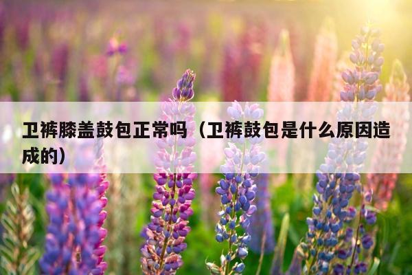 卫裤膝盖鼓包正常吗（卫裤鼓包是什么原因造成的）