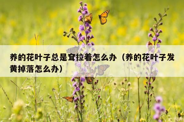 养的花叶子总是耷拉着怎么办（养的花叶子发黄掉落怎么办）