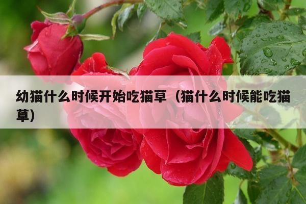 幼猫什么时候开始吃猫草（猫什么时候能吃猫草）