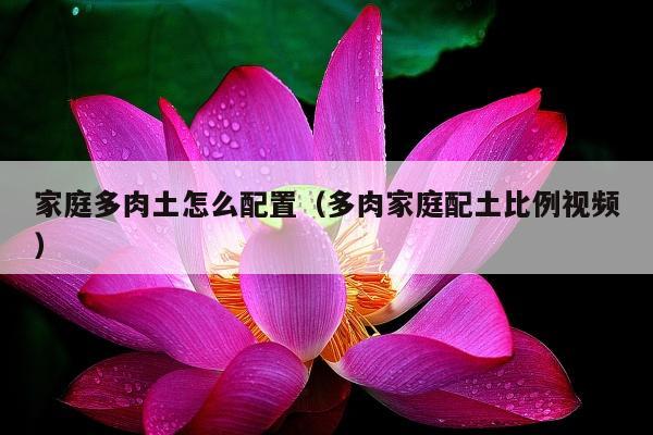 家庭多肉土怎么配置（多肉家庭配土比例视频）