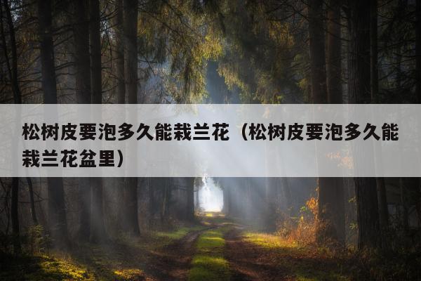 松树皮要泡多久能栽兰花（松树皮要泡多久能栽兰花盆里）