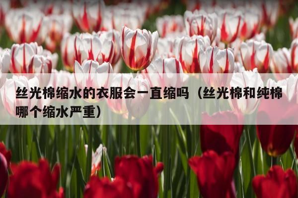 丝光棉缩水的衣服会一直缩吗（丝光棉和纯棉哪个缩水严重）