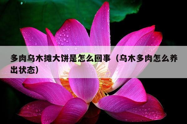 多肉乌木摊大饼是怎么回事（乌木多肉怎么养出状态）