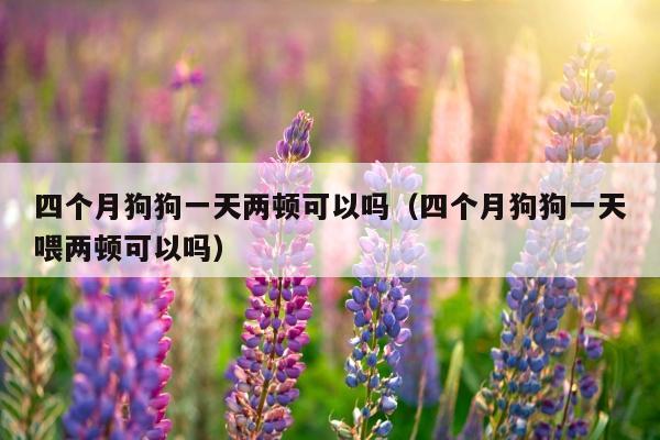 四个月狗狗一天两顿可以吗（四个月狗狗一天喂两顿可以吗）