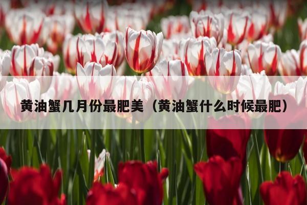 黄油蟹几月份最肥美（黄油蟹什么时候最肥）