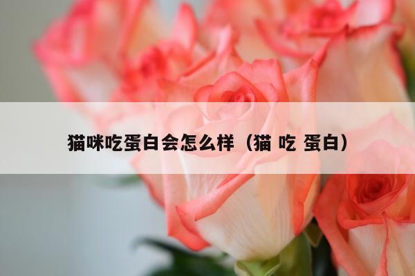 猫咪吃蛋白会怎么样（猫 吃 蛋白）