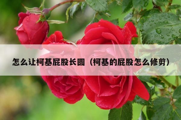 怎么让柯基屁股长圆（柯基的屁股怎么修剪）
