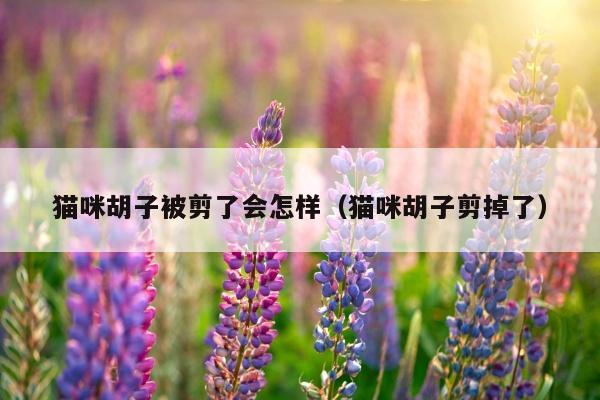 猫咪胡子被剪了会怎样（猫咪胡子剪掉了）