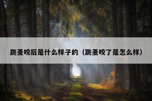 跳蚤咬后是什么样子的（跳蚤咬了是怎么样）