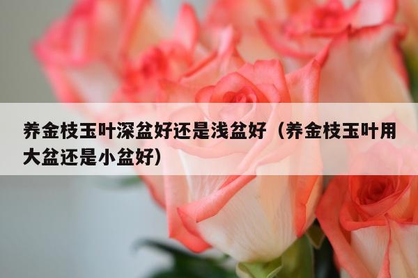 养金枝玉叶深盆好还是浅盆好（养金枝玉叶用大盆还是小盆好）