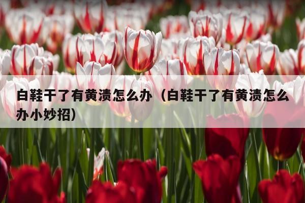 白鞋干了有黄渍怎么办（白鞋干了有黄渍怎么办小妙招）