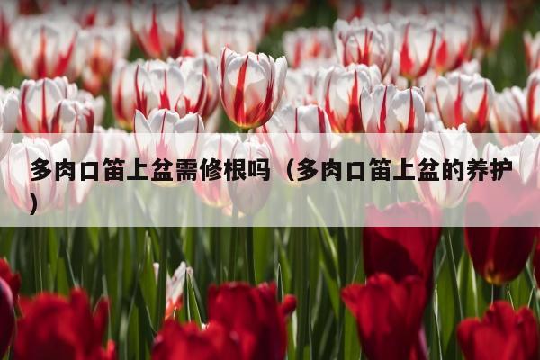 多肉口笛上盆需修根吗（多肉口笛上盆的养护）