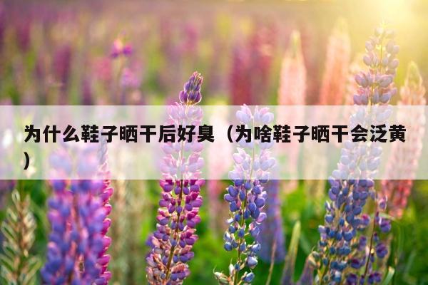 为什么鞋子晒干后好臭（为啥鞋子晒干会泛黄）