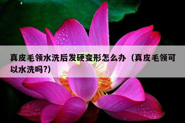 真皮毛领水洗后发硬变形怎么办（真皮毛领可以水洗吗?）