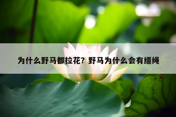 为什么野马都拉花？野马为什么会有缰绳