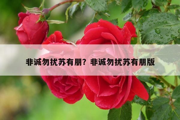 非诚勿扰苏有朋？非诚勿扰苏有朋版