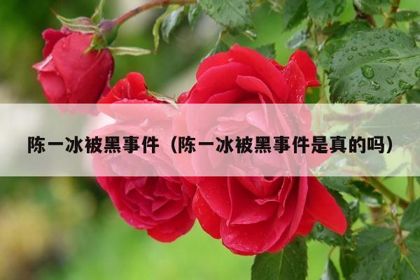 陈一冰被黑事件（陈一冰被黑事件是真的吗）