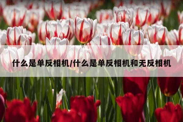 什么是单反相机/什么是单反相机和无反相机
